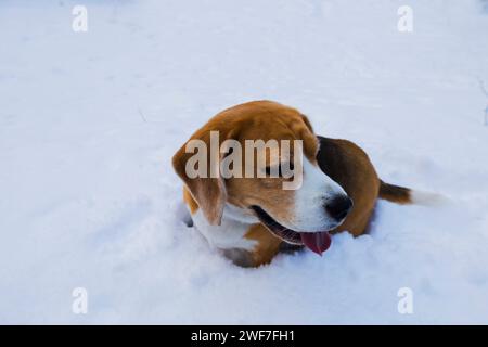 Blick von oben auf einen amerikanischen Beagle-Hund, der im Winter im Schnee sitzt und wegblickt. Stockfoto