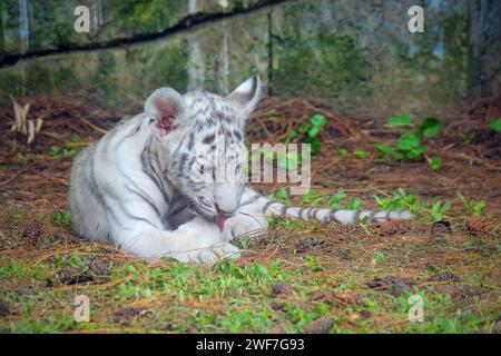 Weiße Tiger, Panthera Tigris, Porträt von Cub Stockfoto