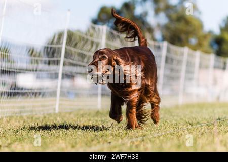 Red Irish Setter Running-Köder-Kurs Hundesport an sonnigen Tagen Stockfoto