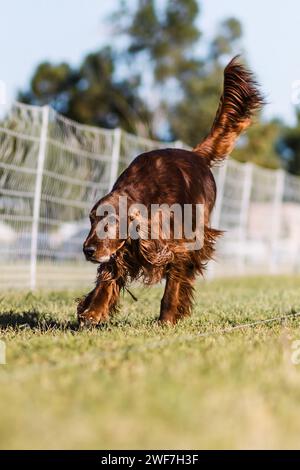 Red Irish Setter Running-Köder-Kurs Hundesport an sonnigen Tagen Stockfoto