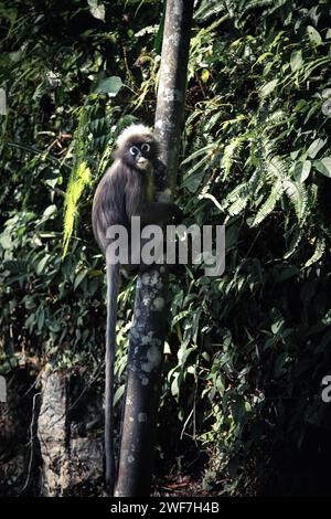 Ein Dusky-Blatt-Affe hängt von dünnen drei Stockfoto