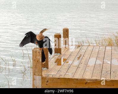 Wunderschöner Anhinga Wasservogel, der Federn am Dock trocknet Stockfoto