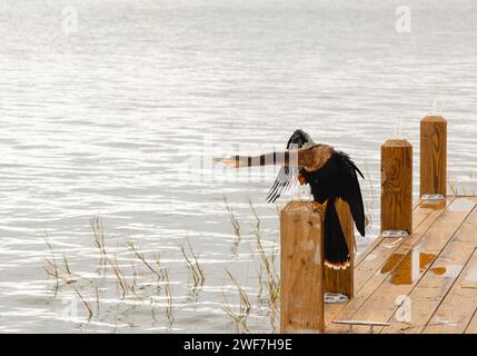 Wunderschöner Anhinga Wasservogel, der an einem Dock am See trocknet Stockfoto