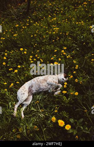 Der Hund schläft auf dem Löwenzahnfeld Stockfoto