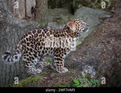 Amur Leopardenjunge 3 Monate alt Stockfoto