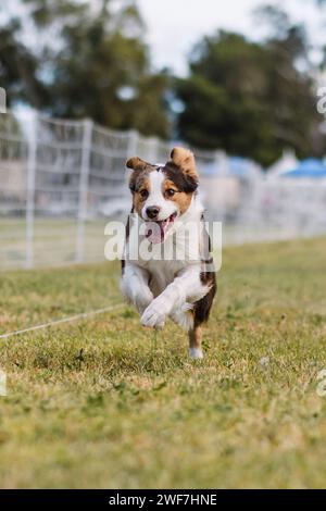 Miniatur American Shepherd Aussie Running Lure Course Hundesport Stockfoto