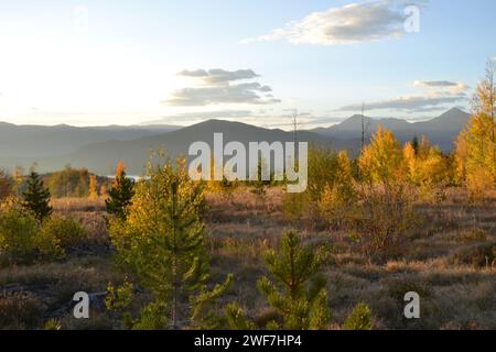 Foggy Mountain Range in der Ferne jenseits von Yellow Fall Trees bei Sonnenaufgang Stockfoto