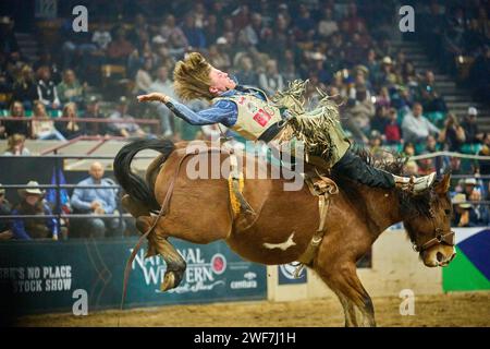 Cowboy hängt während eines Rodeos an seinem Pferd Stockfoto