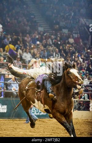 Cowboy hängt während eines Rodeos am Pferd Stockfoto