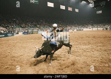 Bullrider hängt während eines Wettkampfes in einem Rodeo am Stier fest Stockfoto