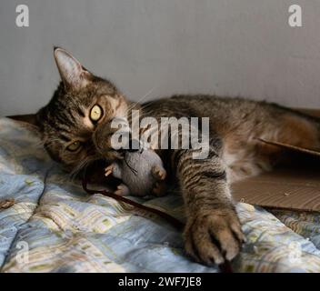 Buffy, die Katze in verspielter Stimmung Stockfoto