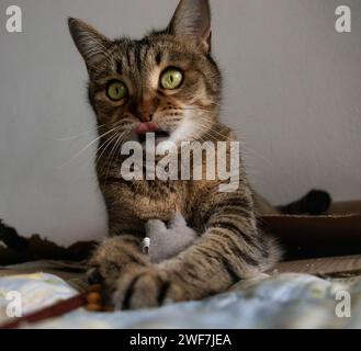 Buffy, die Katze in verspielter Stimmung Stockfoto