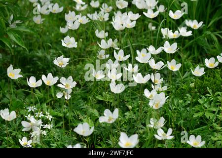 Gruppe von weißen Frühlingsanemonen-Waldblumen im Garten. Stockfoto