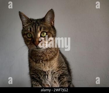 Buffy, die Katze in verspielter Stimmung Stockfoto