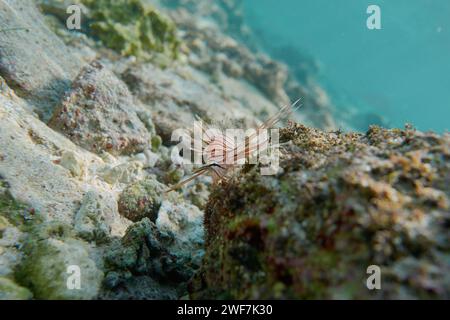 Löwenfisch Unter Wasser, Bali Indonesien Stockfoto