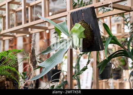 Wunderschönes Platycerium, Staghornfarn, Hirschgeweih, Hornblätter an der Wand. Stockfoto