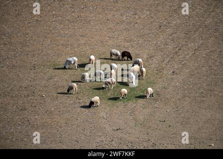 Schafe, die aus Gras laufen, um zu weiden, Moulay Idriss, Marokko Stockfoto