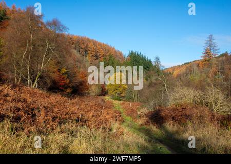 Herbstszene mit einer Vielzahl von Bäumen, Hamsterley Forest, County Durham, England, Großbritannien. Stockfoto