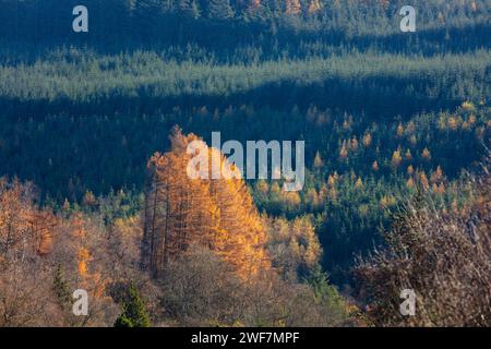 Laubbäume mit immergrünen Bäumen im Hintergrund, Hamsterley Forest, County Durham, England, Großbritannien. Stockfoto