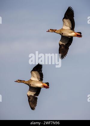 Zwei ägyptische Gänse in perfekter Formation, die gegen einen klaren blauen Himmel fliegen Stockfoto