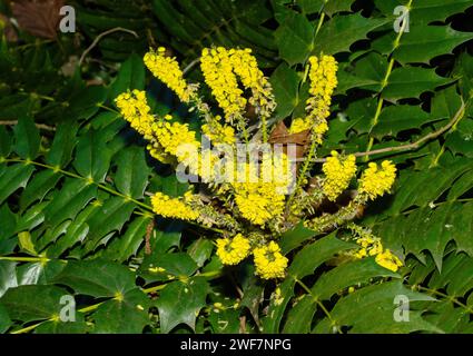 Die Mahonia wird allgemein als Wintersonne bezeichnet, nach dem leuchtenden Gelb der Blumensprays. Dieser immergrüne Sträucher ist bei Gärtnern beliebt. Stockfoto