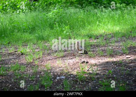 Eurasian jay schöner großer brauner Vogel mit blauen Federn auf den Flügeln, auf der Suche nach Eicheln und Nüssen. Stockfoto