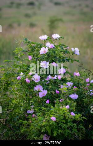 Wunderschön blühender wilder Rosenstrauch (Rosa canina) Stockfoto