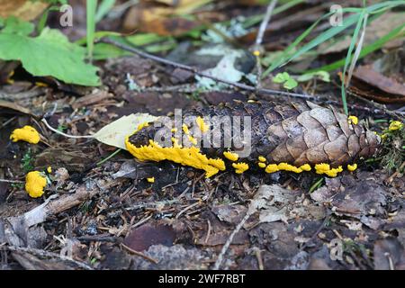 Physarum virescens, eine gelbe Schleimform aus Finnland, kein gebräuchlicher englischer Name Stockfoto