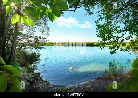 Blick auf einen malerischen See mit einem Schwan, der anmutig auf dem blauen Wasser schwimmt, schön eingerahmt von üppiger Vegetation Stockfoto