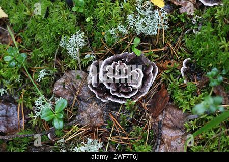 Phellodon connatus, allgemein bekannt als Grauzahn, Wildpilz aus Finnland Stockfoto