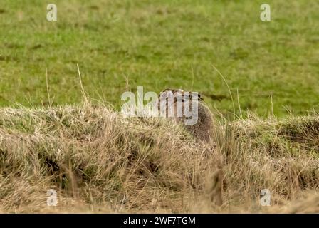 Braunes Haar, das tief im Gras auf einem Feld liegt Stockfoto