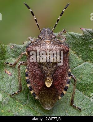 Überwinterung Haarige Schildkäfer (Dolycoris baccarum) auf Brombeere. Tipperary, Irland Stockfoto