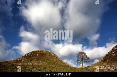 Struktur Für Die Lücke Im Sycamore Stockfoto