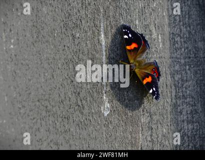 Eine Nahaufnahme des neuseeländischen roten Admiral Schmetterlings auf einer grauen Wand Stockfoto