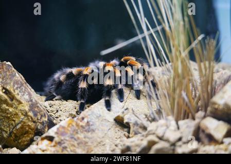 Eine Nahaufnahme einer mexikanischen redknee-Tarantel, Brachypelma smithi Stockfoto