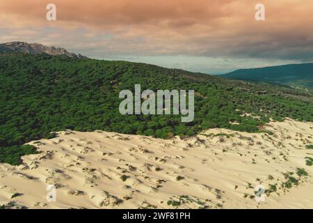 Blick von oben auf die Meereslandschaft mit Sanddünen und Kiefernwäldern. Playa Bolonia. Duna de Bolonia. Spanien, Europa Stockfoto