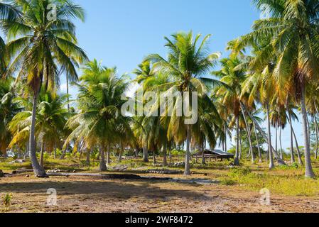 Kokosnussplantation auf Fakarava in Französisch-Polynesien Stockfoto