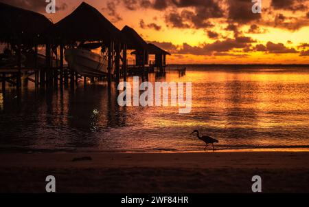 Sonnenuntergang über Fakarava Lagune mit Pacific Reef-Heron Silhouette. Stockfoto