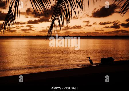 Sonnenuntergang über Fakarava Lagune mit Pacific Reef-Heron Silhouette. Stockfoto