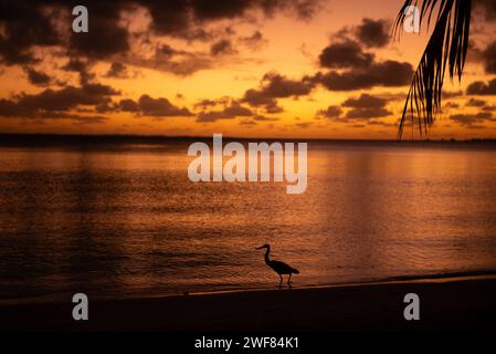 Sonnenuntergang über Fakarava Lagune mit Pacific Reef-Heron Silhouette. Stockfoto