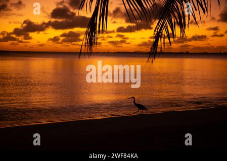 Sonnenuntergang über Fakarava Lagune mit Pacific Reef-Heron Silhouette. Stockfoto