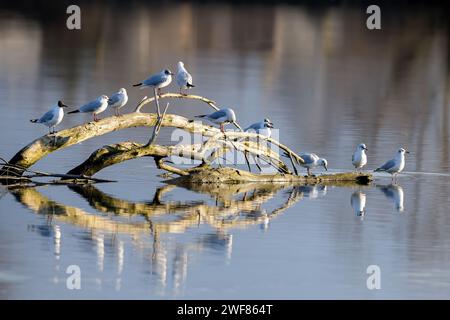 Schwarzköpfige Möwen, Chroicocephalus ridibundus bei Sonnenuntergang. Sitzt auf altem Holz, Zweige im Fluss. Mit Reflexion im Wasser. Trencin, Slowakei Stockfoto