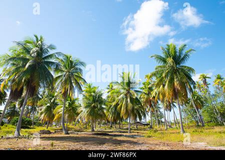 Coconut Grove auf Fakarava in Französisch-Polynesien Stockfoto