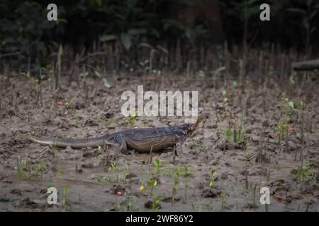 Asiatischer Wasserwächter, Varanus-Salvator, Sunderbans, Indien Stockfoto