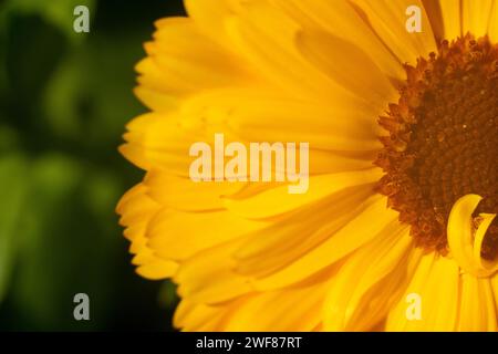 Nahaufnahme der Ringelblume. Makro Stockfoto