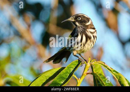 Eine New Holland Honeyeater, Phylidonyris novaehollandiae, Unterart longirostris, auf einem Baum im späten Nachmittagslicht, Western Australia. Stockfoto