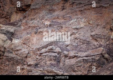 Bharal Weibchen, Blaues Schaf, Pseudois nayaur, Ladakh, Indien Stockfoto