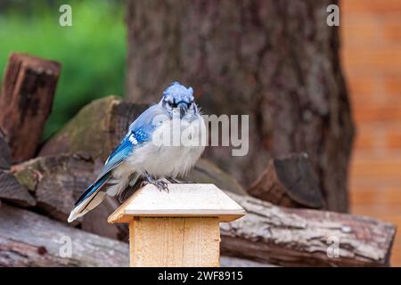 Ein Blaujay sitzt auf einem Zaunpfosten und blickt direkt in die Kamera. Stockfoto