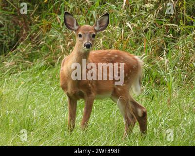 Ein junges Rehkitz auf der grünen Wiese, der in die Kamera blickt Stockfoto