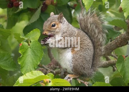 Ein graues Eichhörnchen sitzt auf einem Baum und isst eine Beere Stockfoto